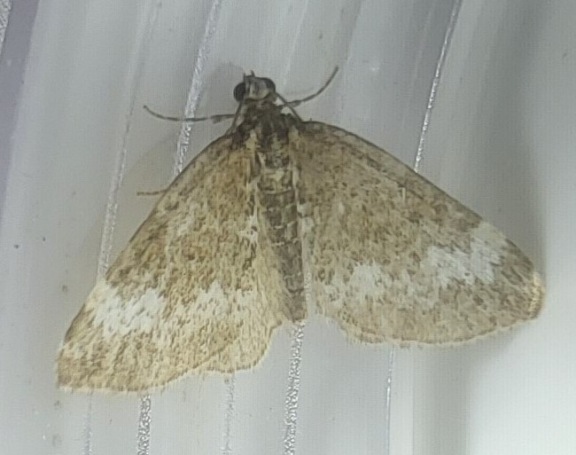 Photo of Small Rivulet (Perizoma alchemillata)